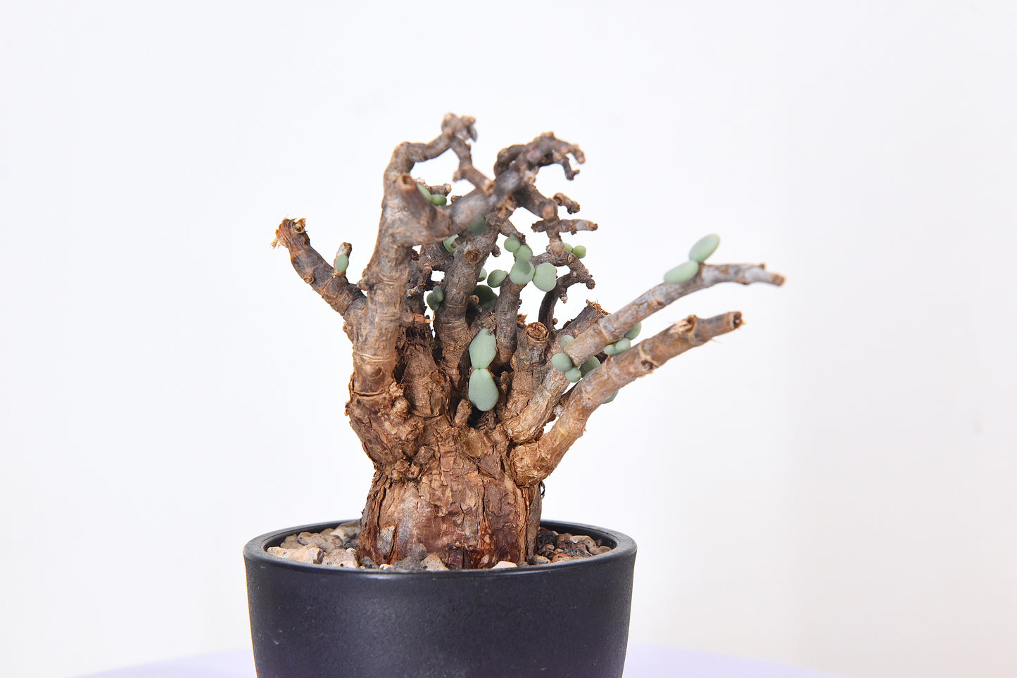 原產延壽城Ceraria pygmaea #6