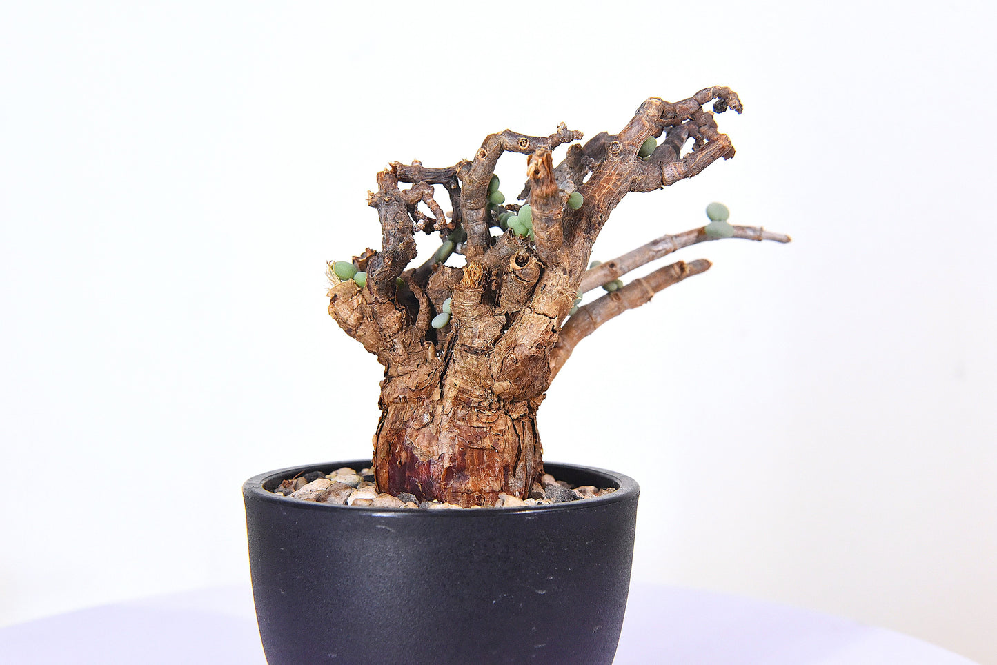 原產延壽城Ceraria pygmaea #6