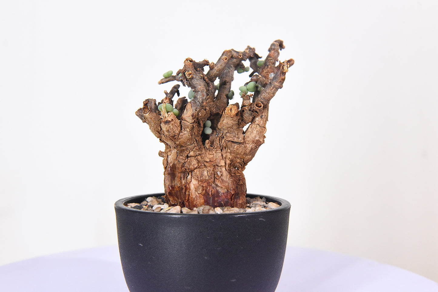 原產延壽城Ceraria pygmaea #6