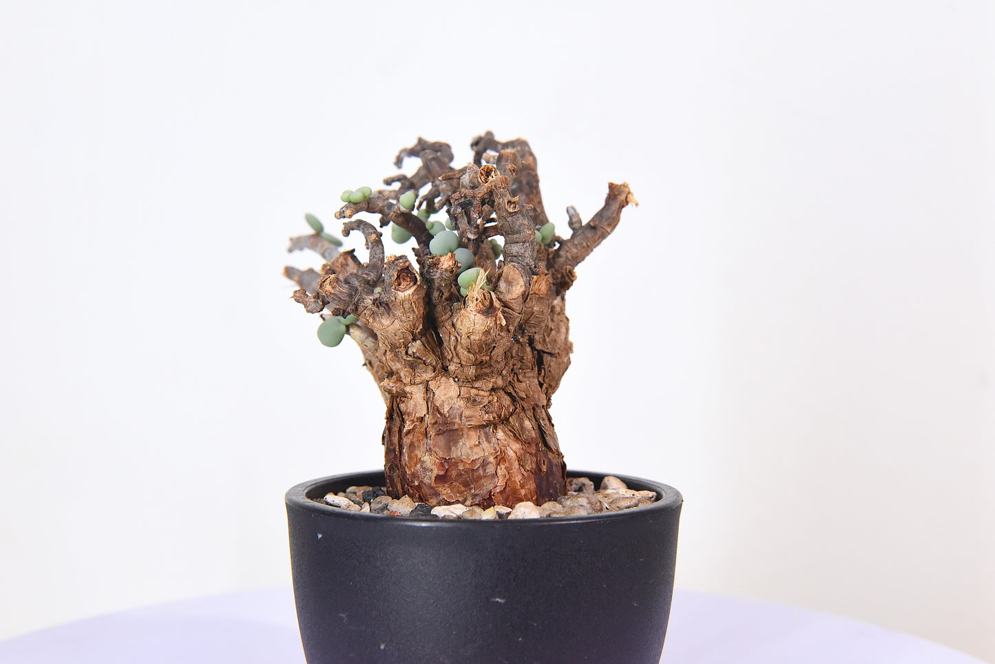 原產延壽城Ceraria pygmaea #6