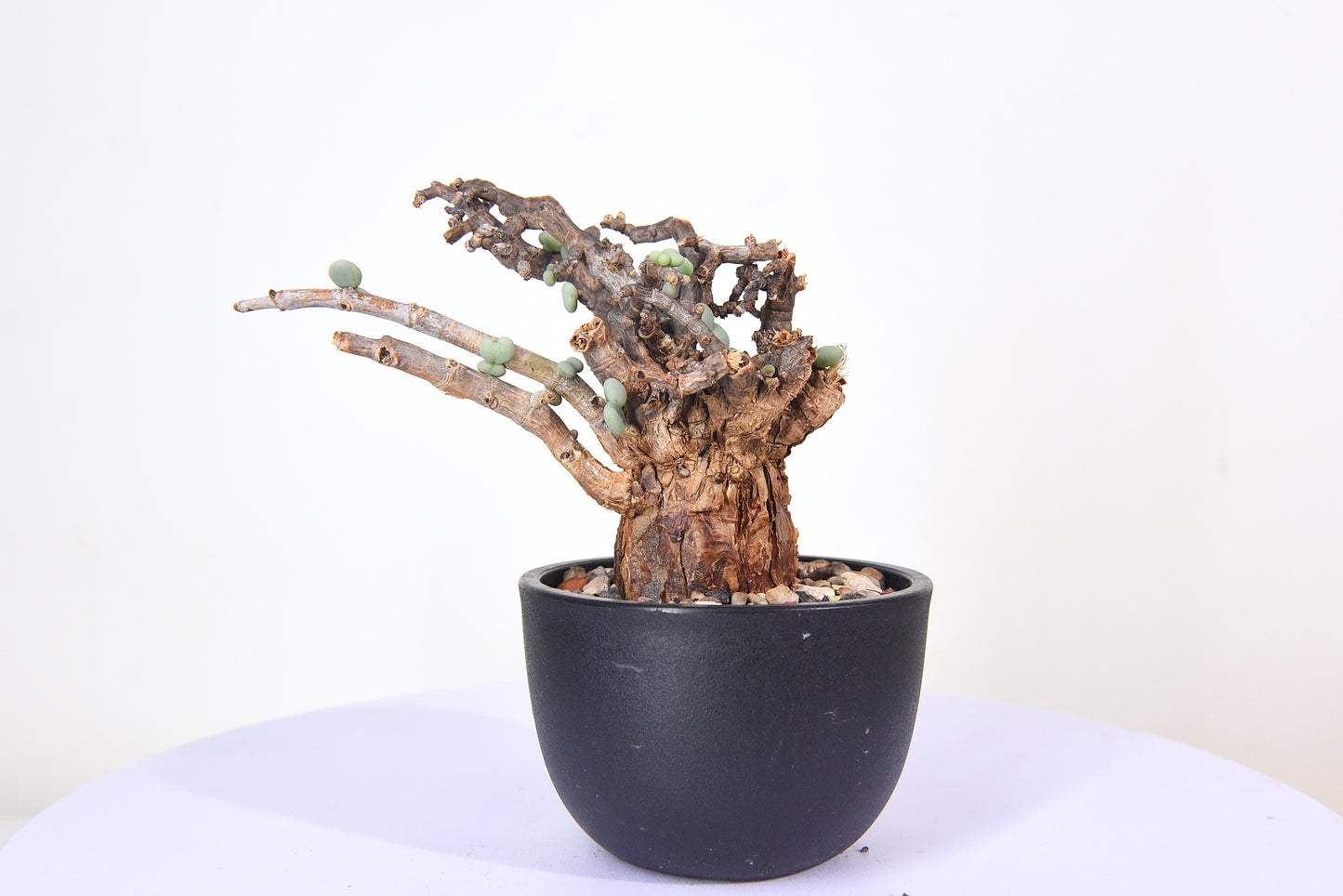 原產延壽城Ceraria pygmaea #6