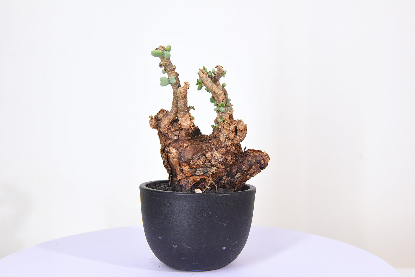原產延壽城Ceraria pygmaea #7