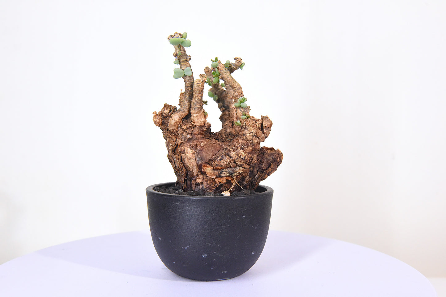 原產延壽城Ceraria pygmaea #7