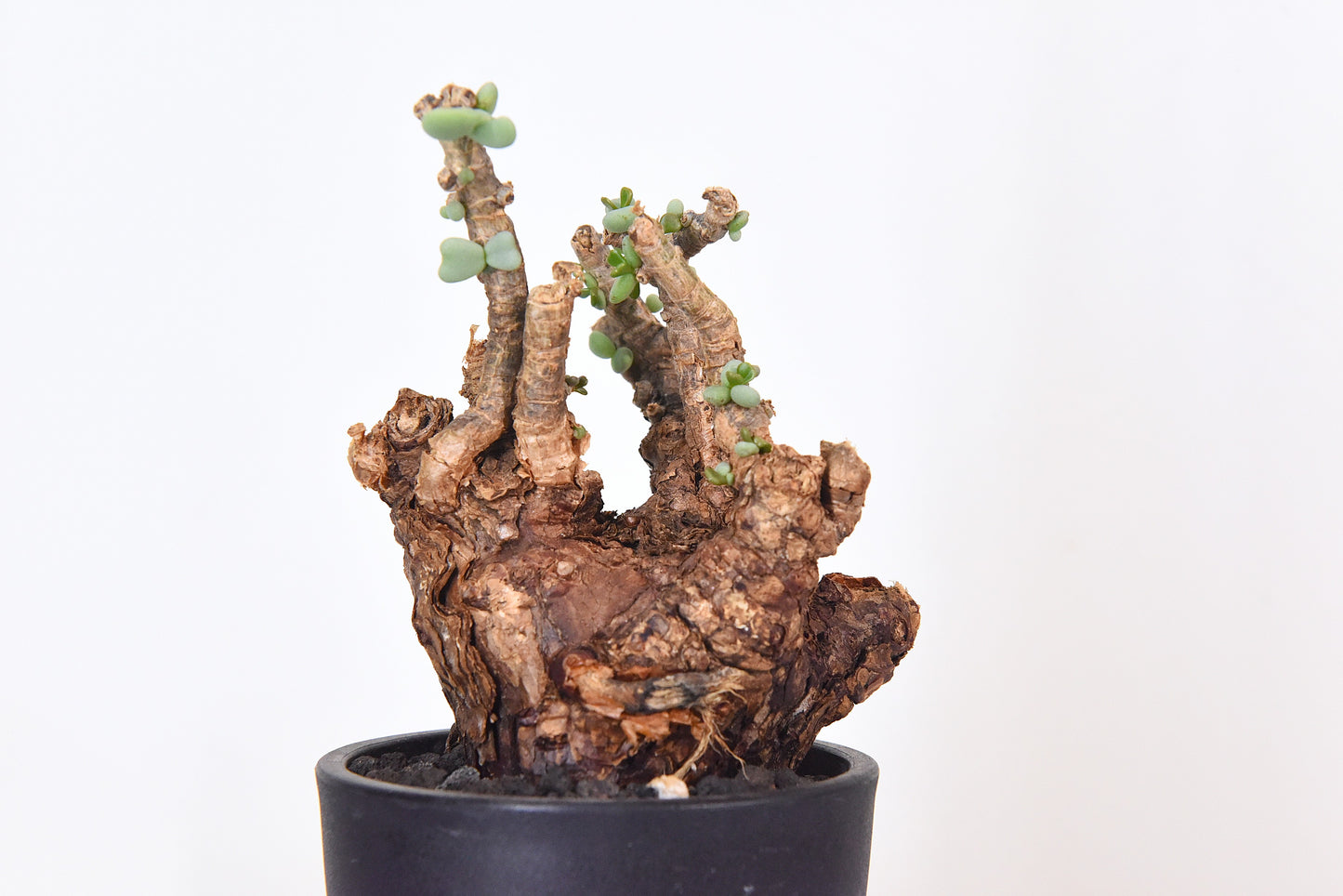 原產延壽城Ceraria pygmaea #7