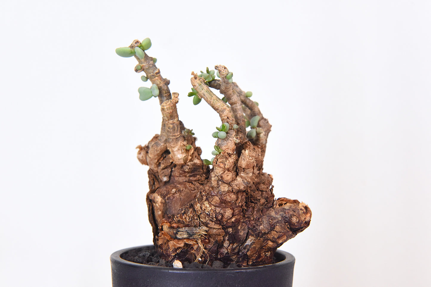 原產延壽城Ceraria pygmaea #7