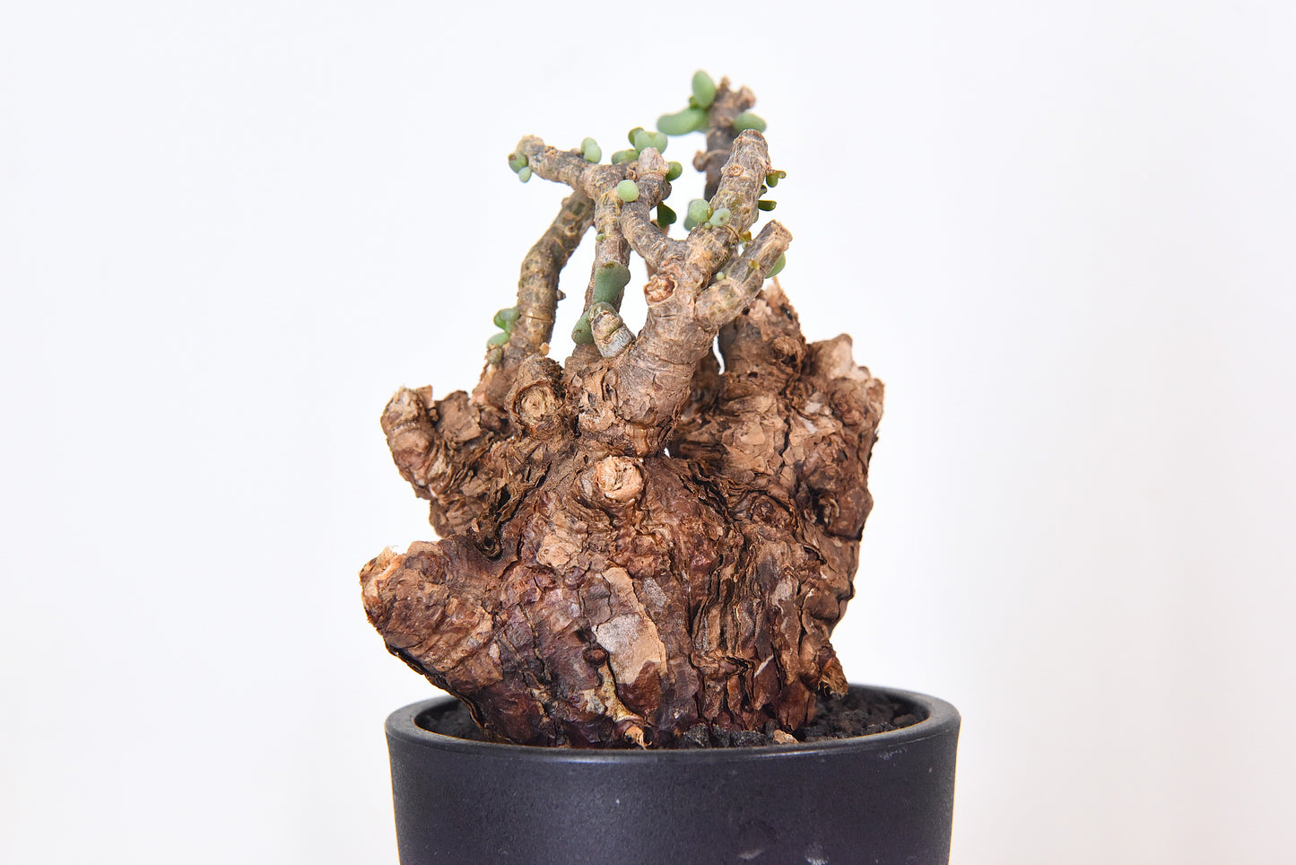 原產延壽城Ceraria pygmaea #7