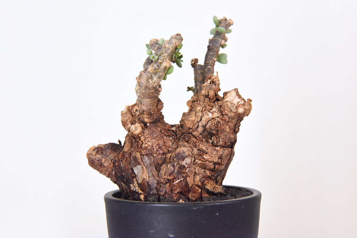原產延壽城Ceraria pygmaea #7