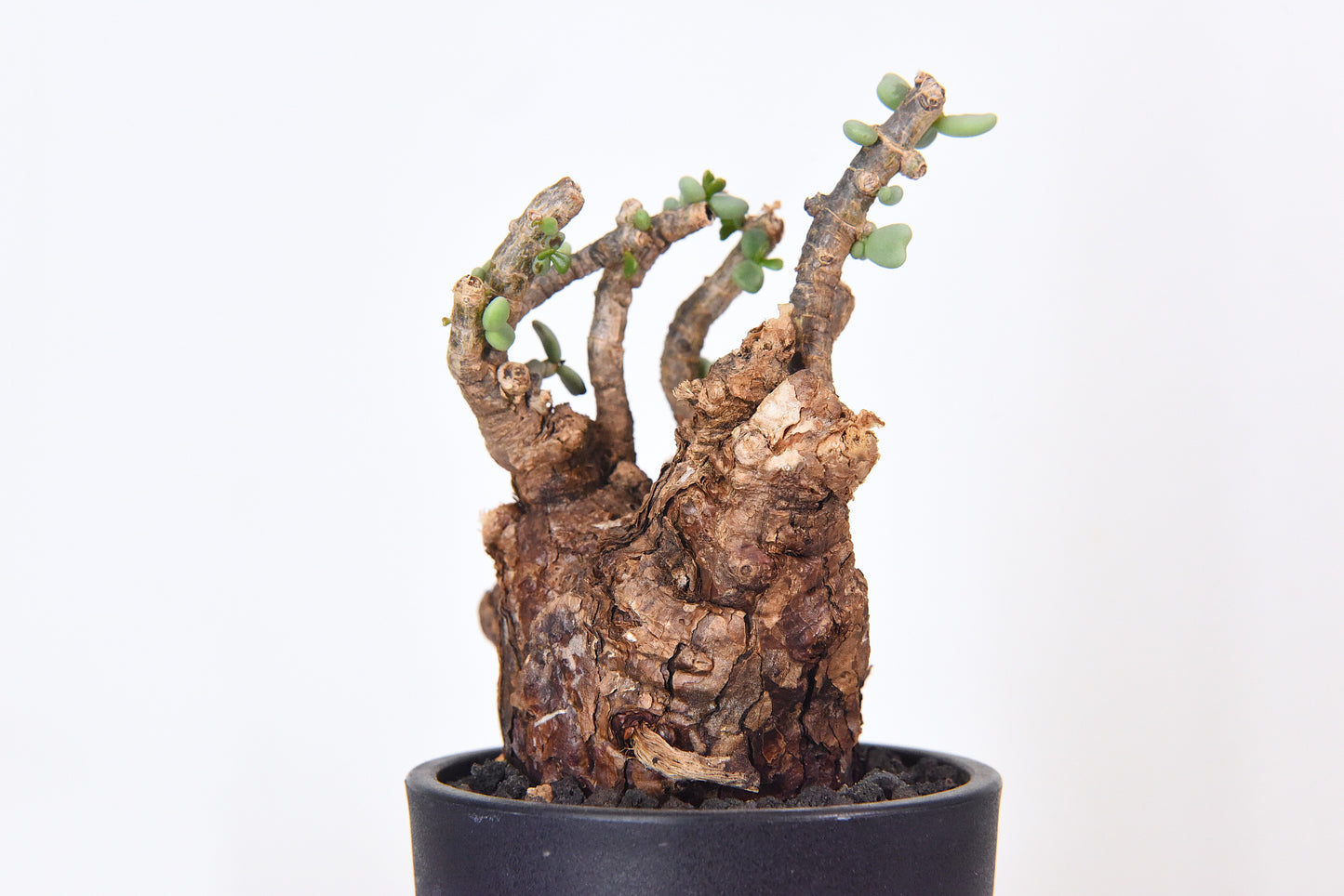 原產延壽城Ceraria pygmaea #7