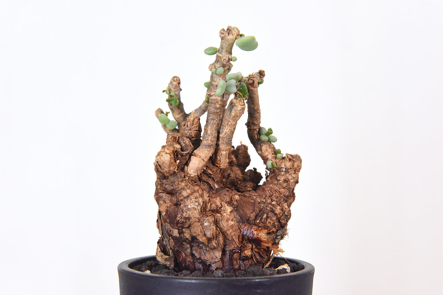 原產延壽城Ceraria pygmaea #7