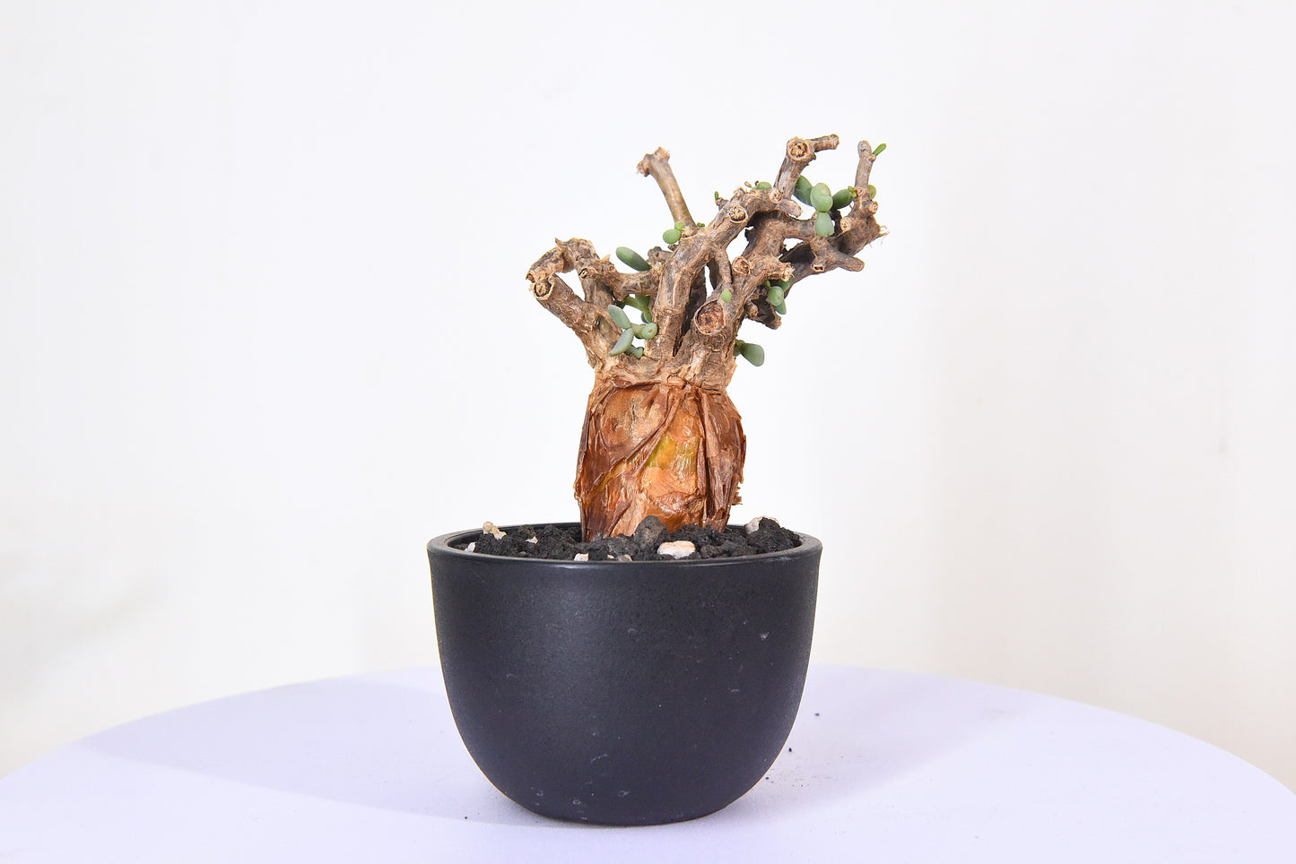 原產延壽城Ceraria pygmaea #8