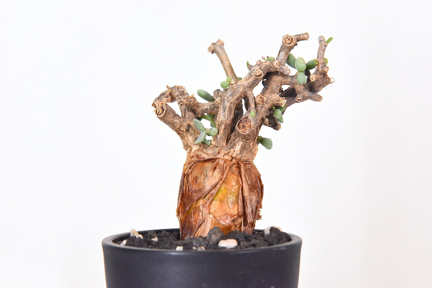 原產延壽城Ceraria pygmaea #8
