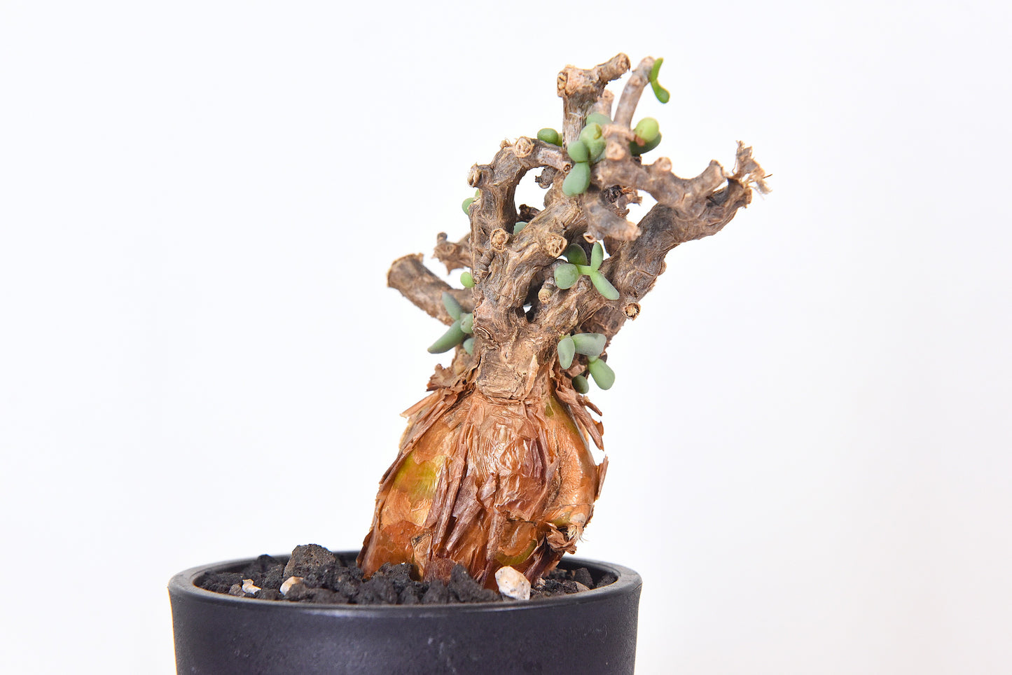 原產延壽城Ceraria pygmaea #8