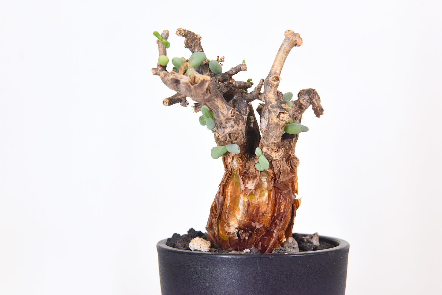原產延壽城Ceraria pygmaea #8