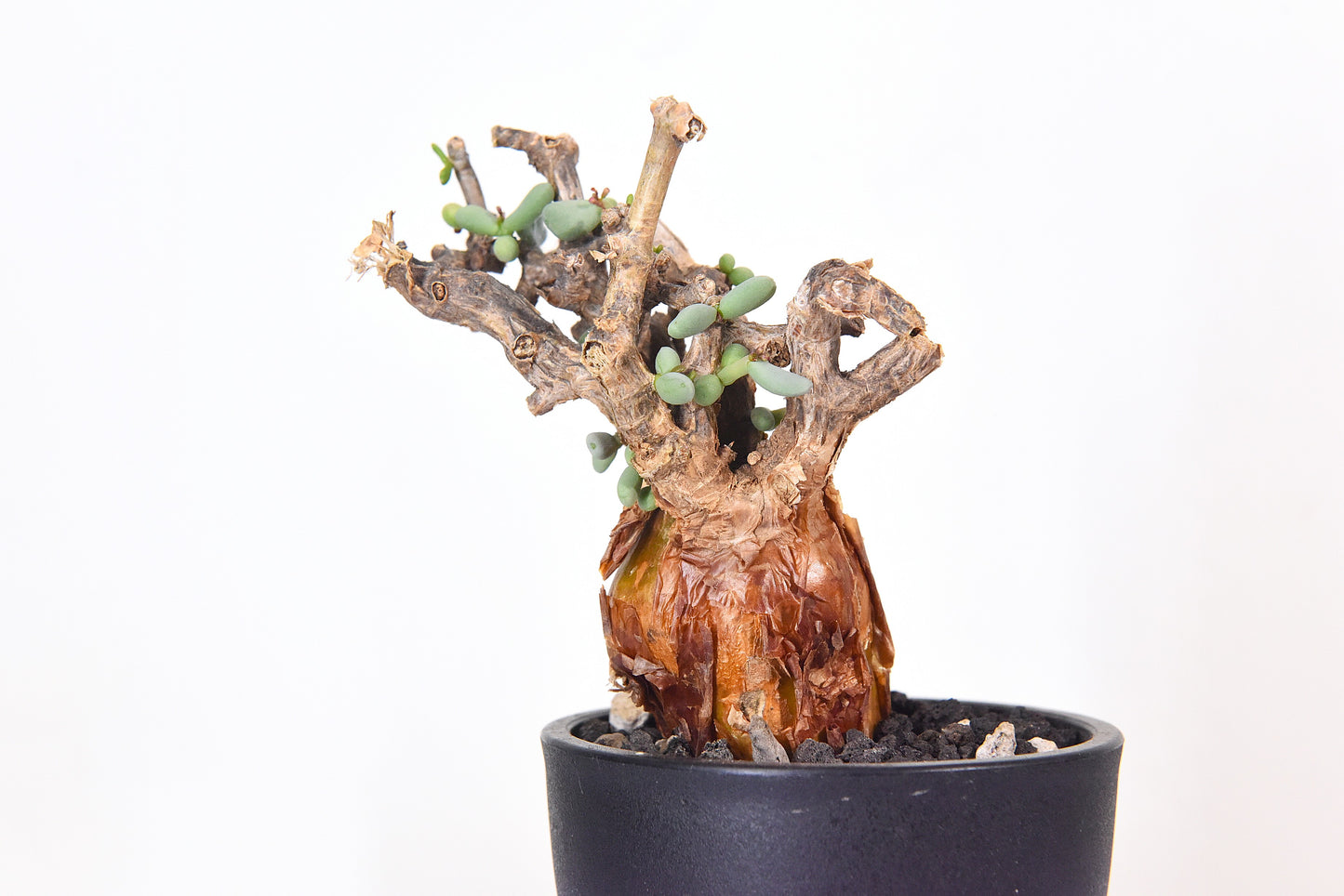 原產延壽城Ceraria pygmaea #8