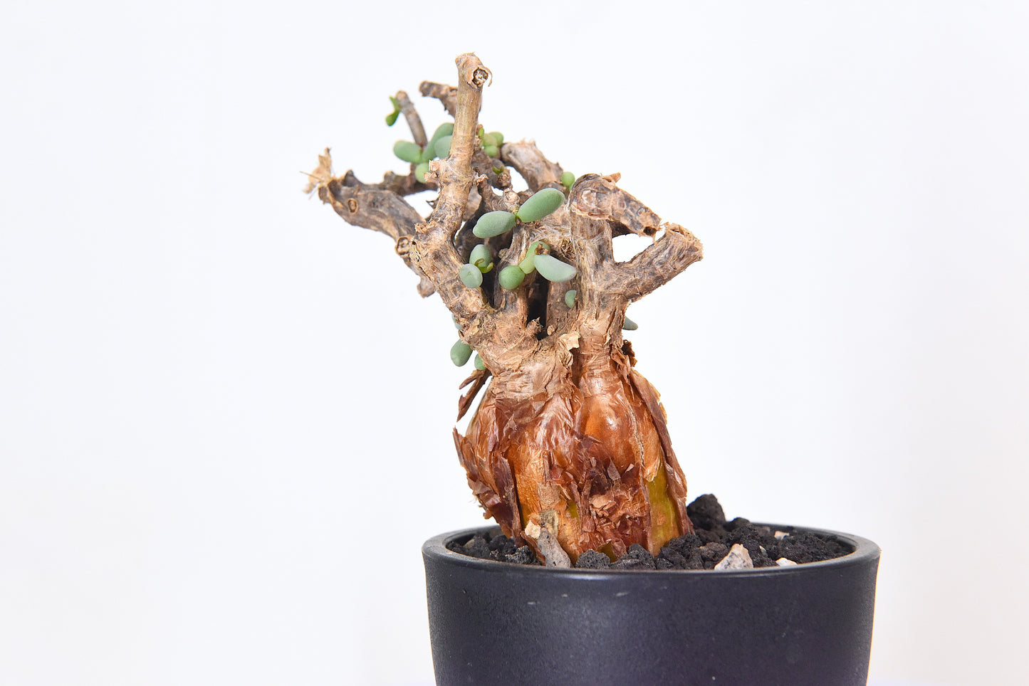 原產延壽城Ceraria pygmaea #8