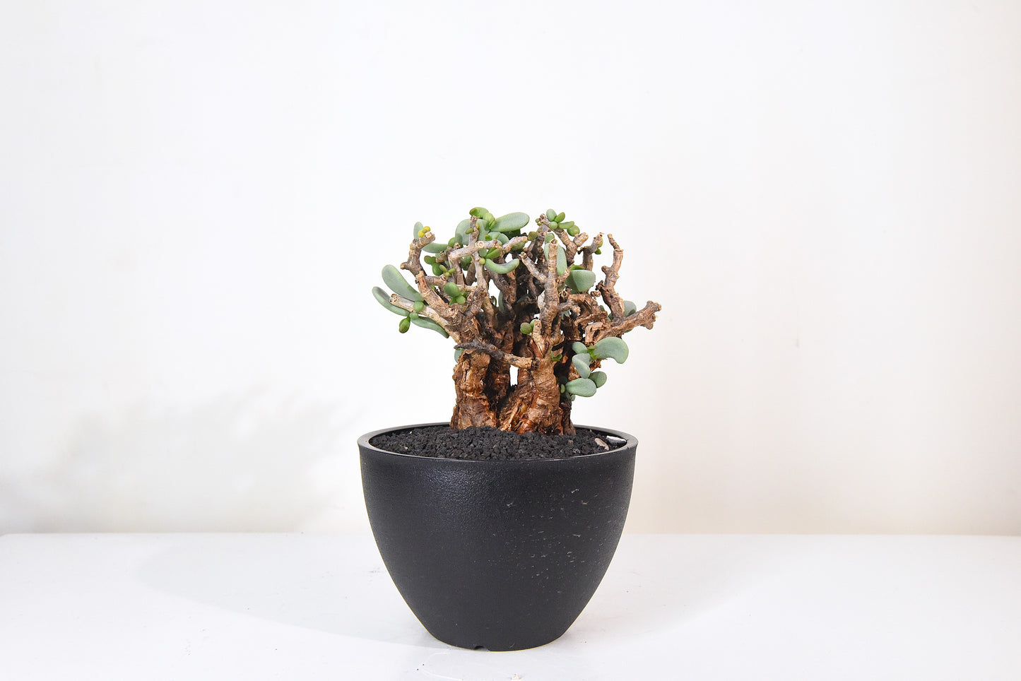 原產延壽城Ceraria pygmaea #9