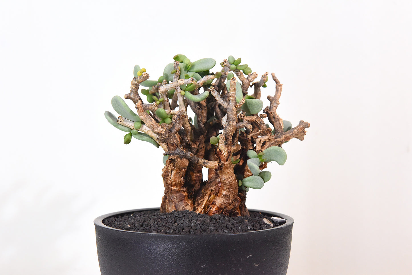 原產延壽城Ceraria pygmaea #9