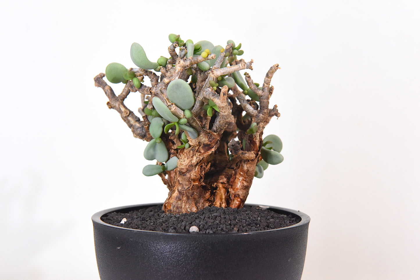 原產延壽城Ceraria pygmaea #9