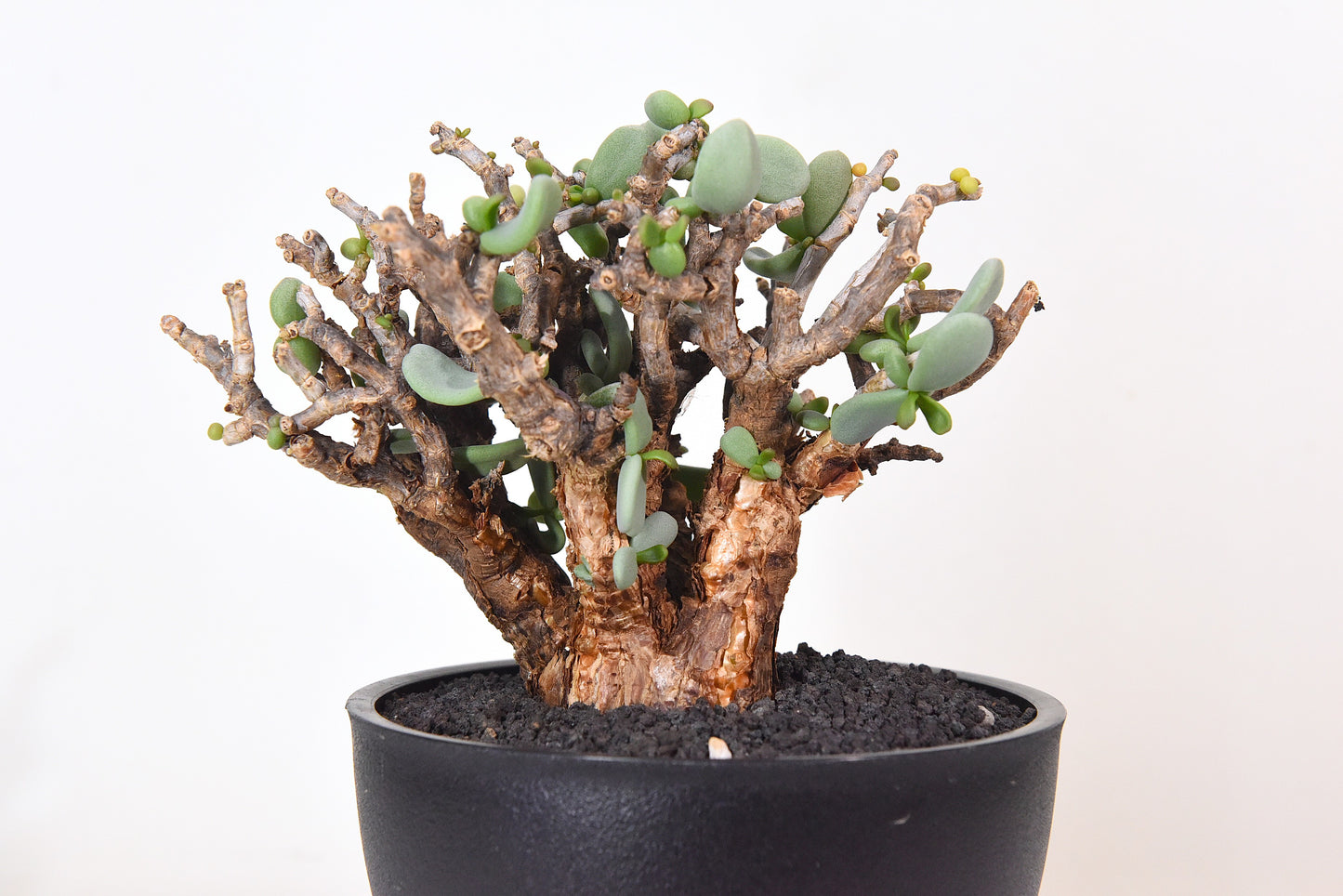 原產延壽城Ceraria pygmaea #9
