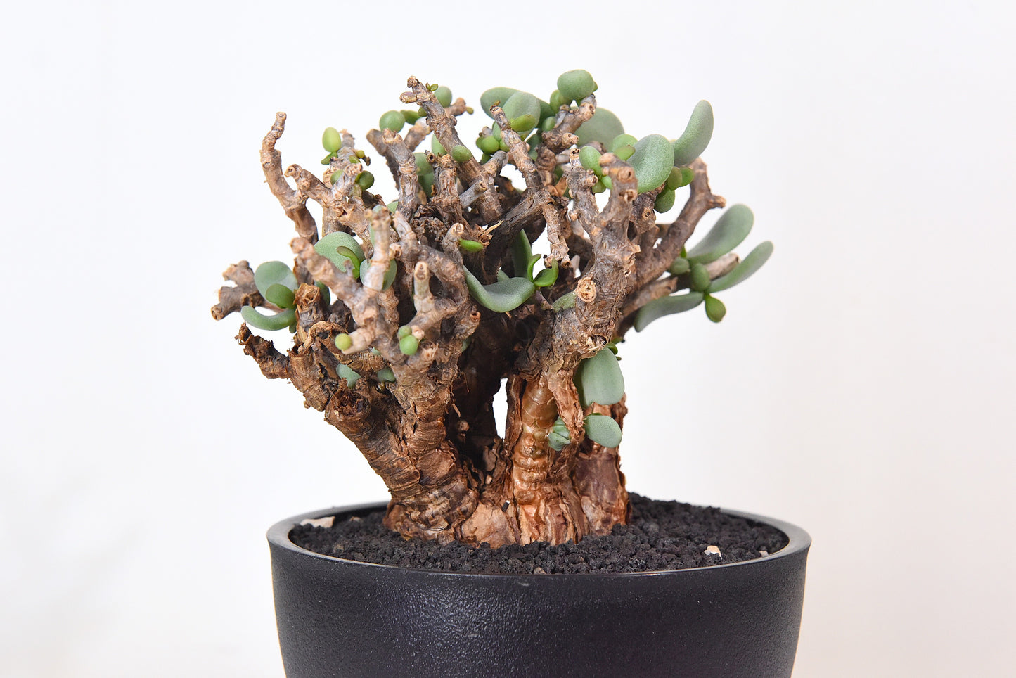原產延壽城Ceraria pygmaea #9