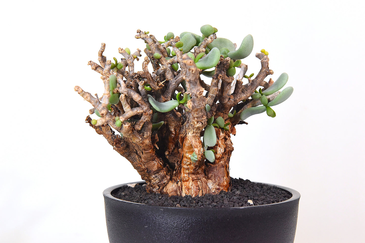 原產延壽城Ceraria pygmaea #9