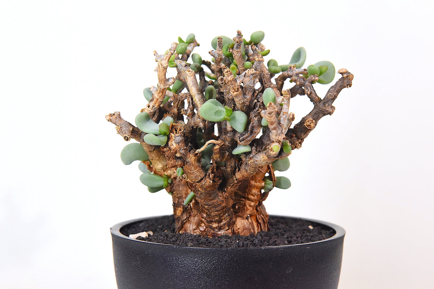 原產延壽城Ceraria pygmaea #9