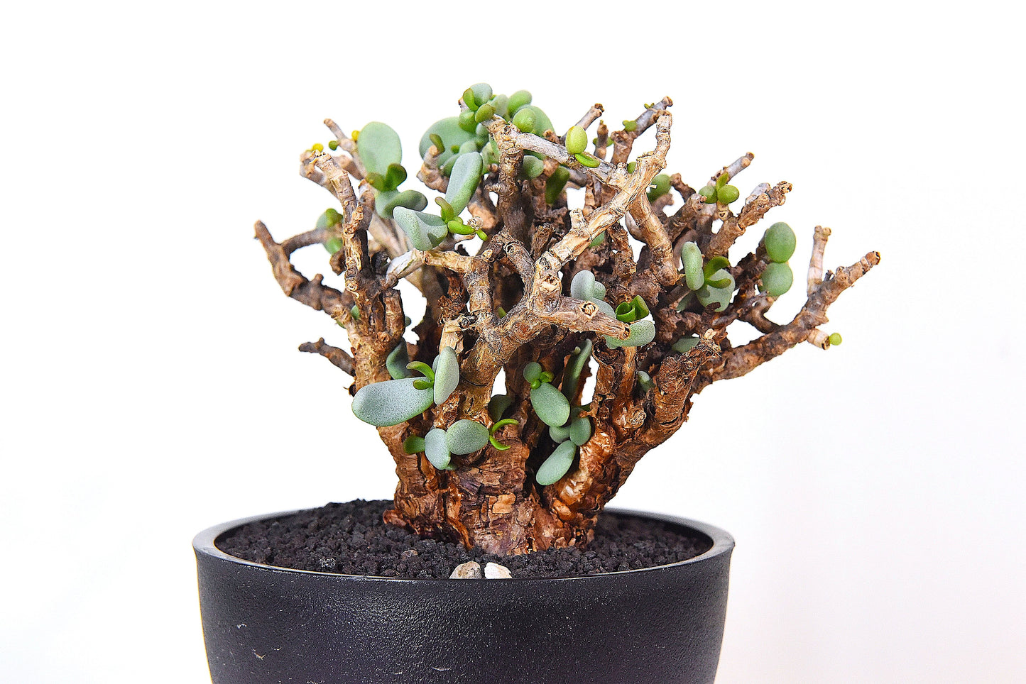 原產延壽城Ceraria pygmaea #9