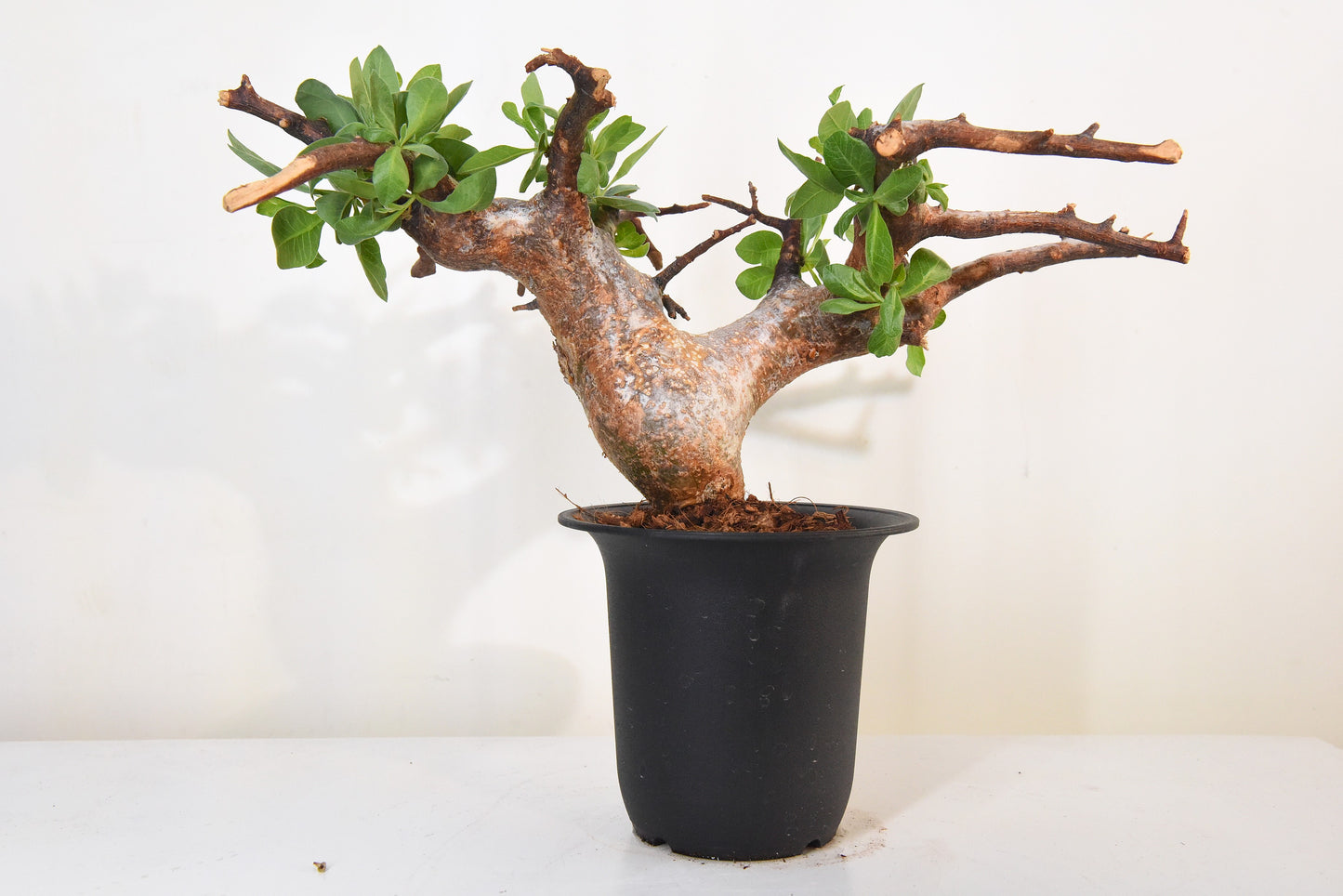 原產威迪橄欖/威迪沒藥 Commiphora wildii #24