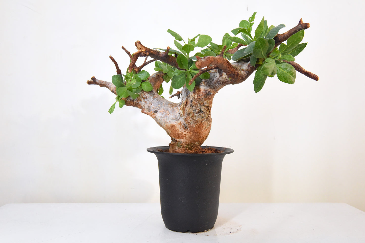 原產威迪橄欖/威迪沒藥 Commiphora wildii #24