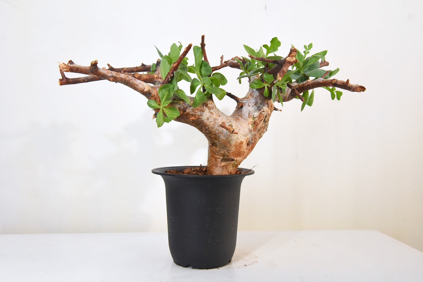 原產威迪橄欖/威迪沒藥 Commiphora wildii #24