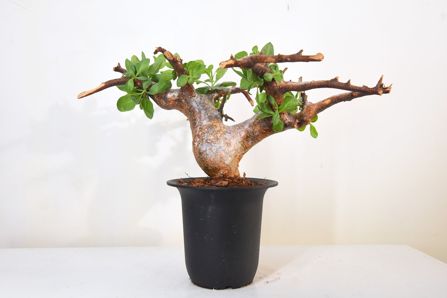 原產威迪橄欖/威迪沒藥 Commiphora wildii #24