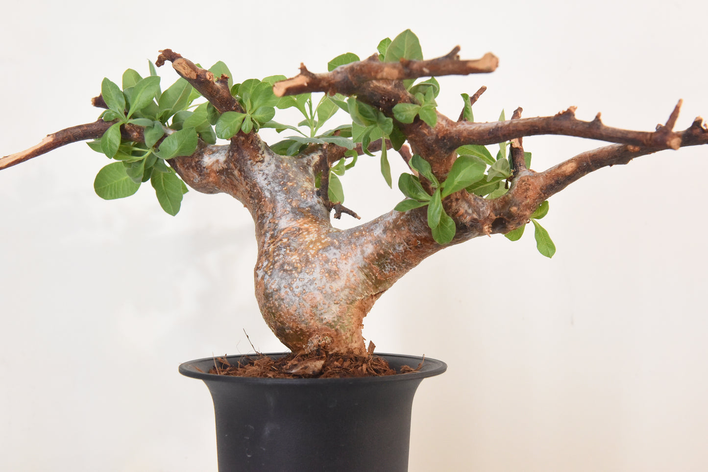 原產威迪橄欖/威迪沒藥 Commiphora wildii #24