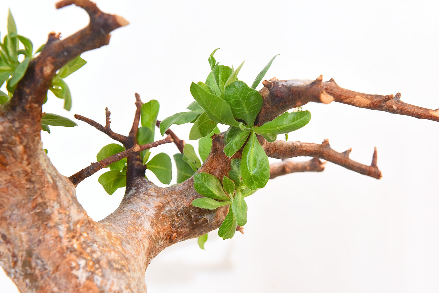 原產威迪橄欖/威迪沒藥 Commiphora wildii #24