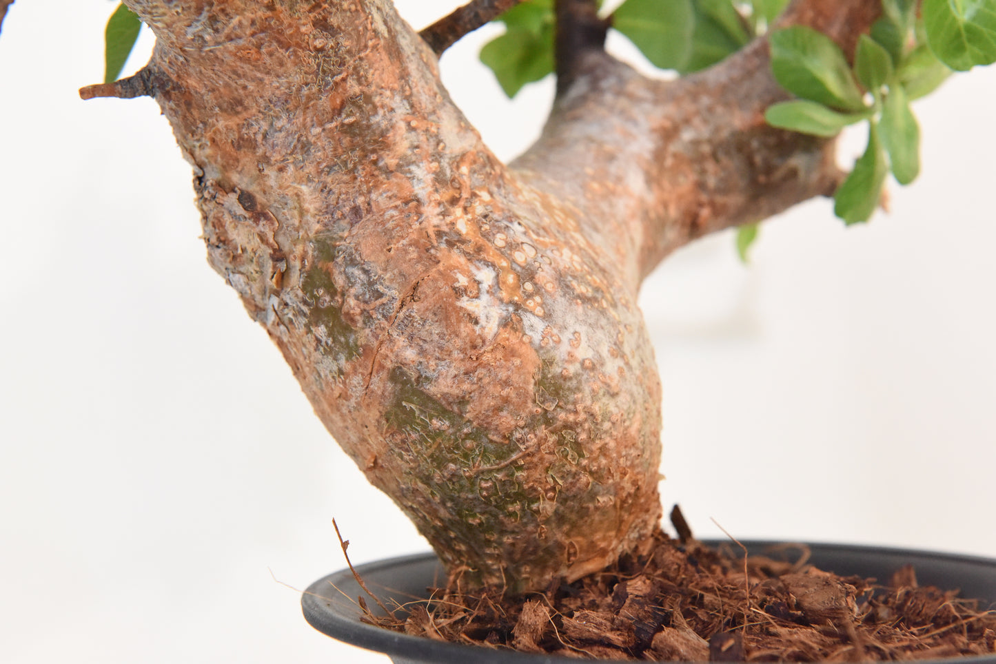 原產威迪橄欖/威迪沒藥 Commiphora wildii #24