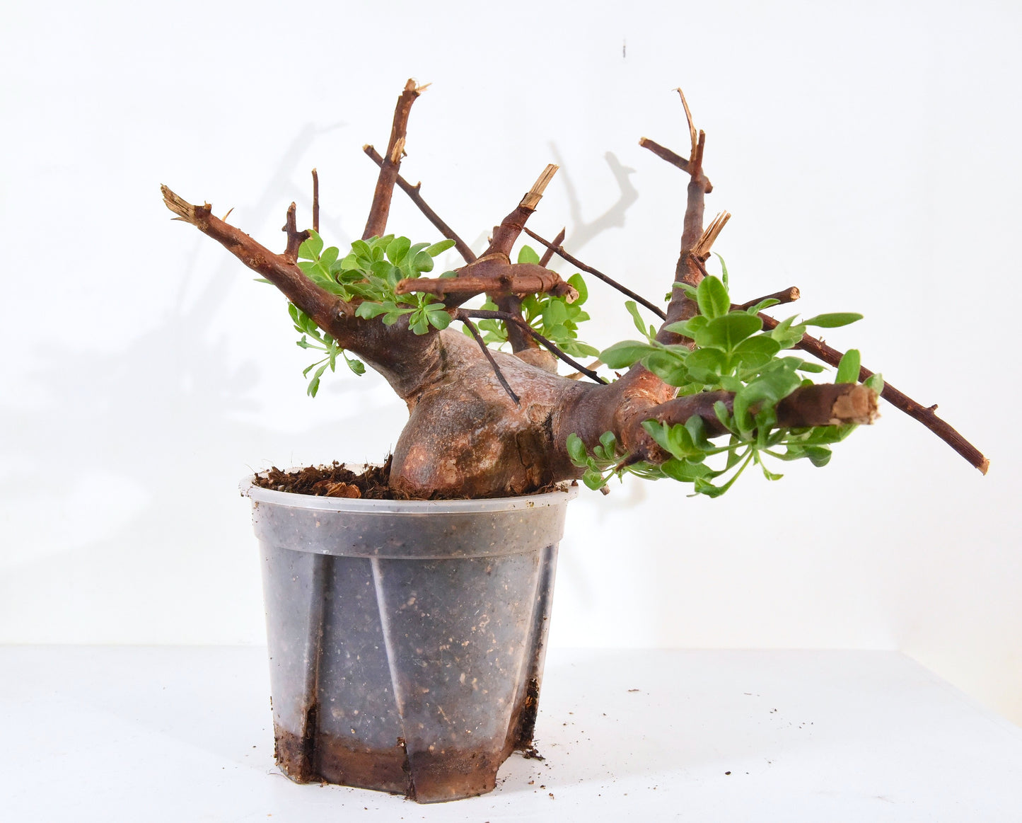 原產威迪橄欖 Commiphora wildii #18