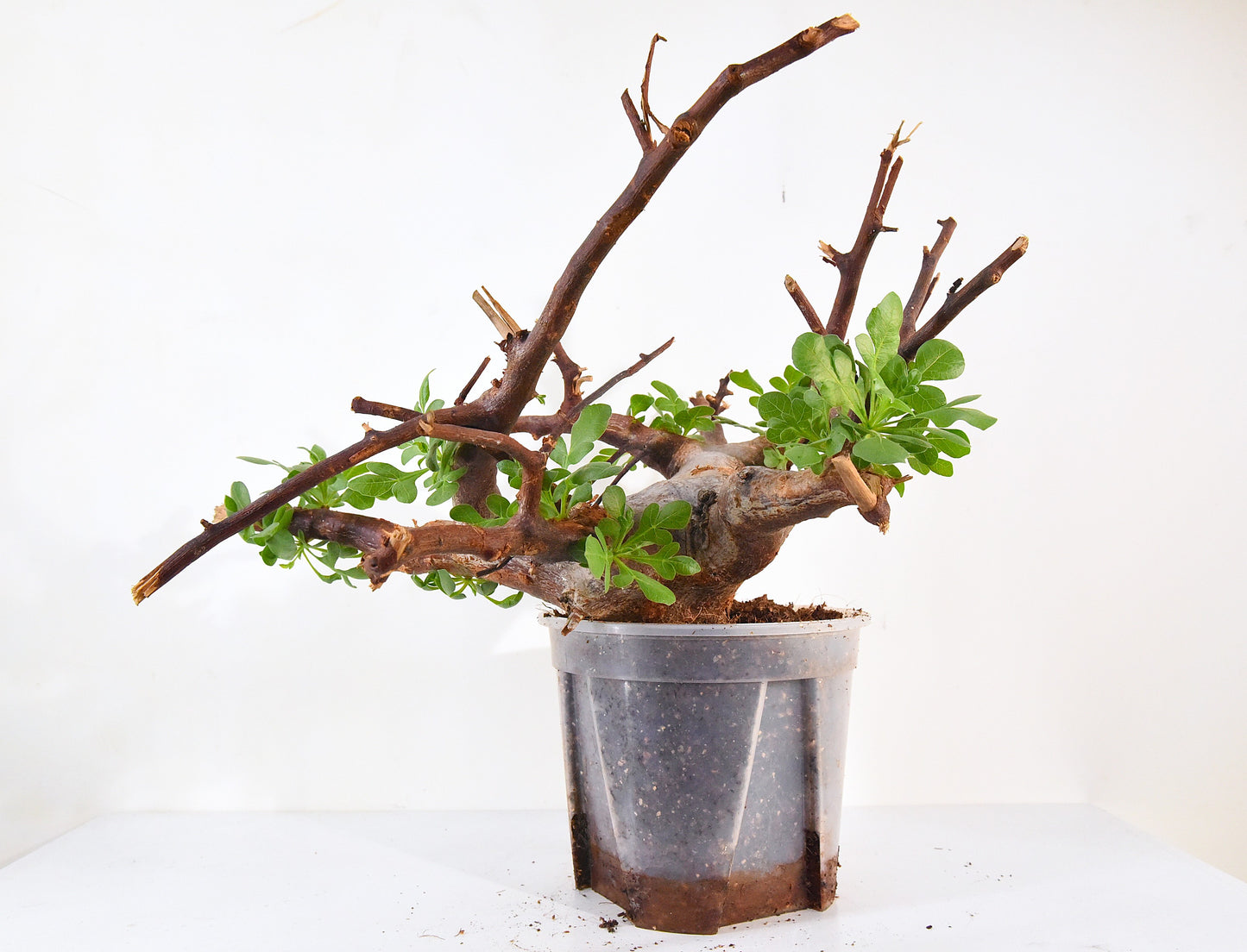 原產威迪橄欖 Commiphora wildii #18