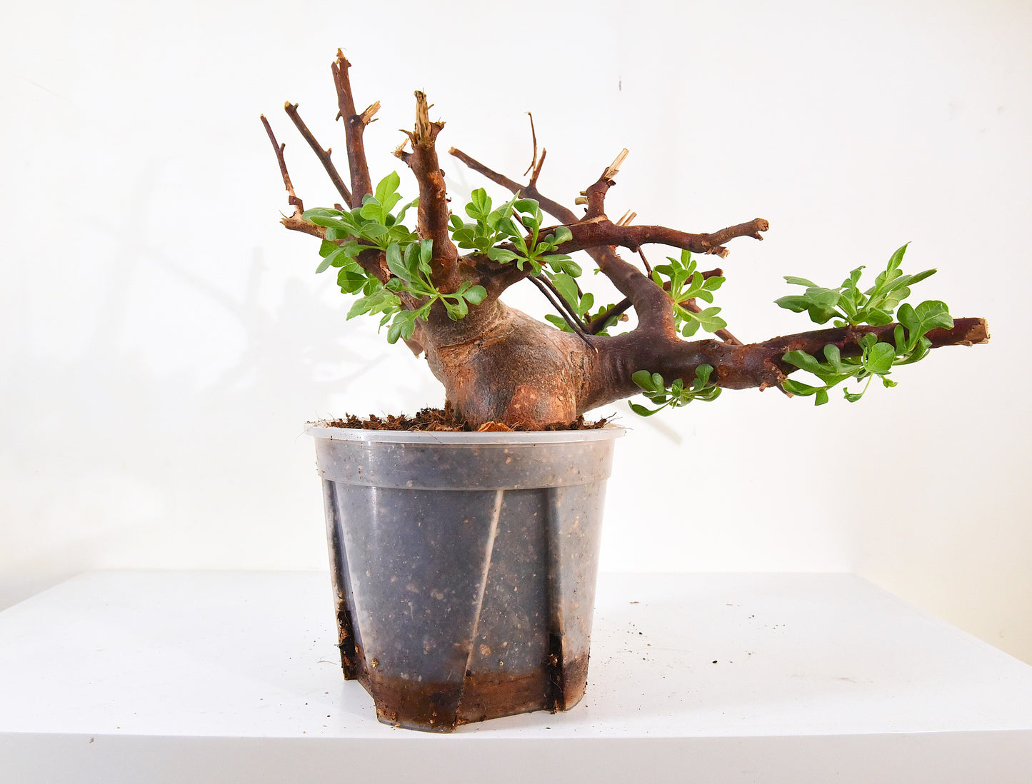 原產威迪橄欖 Commiphora wildii #18
