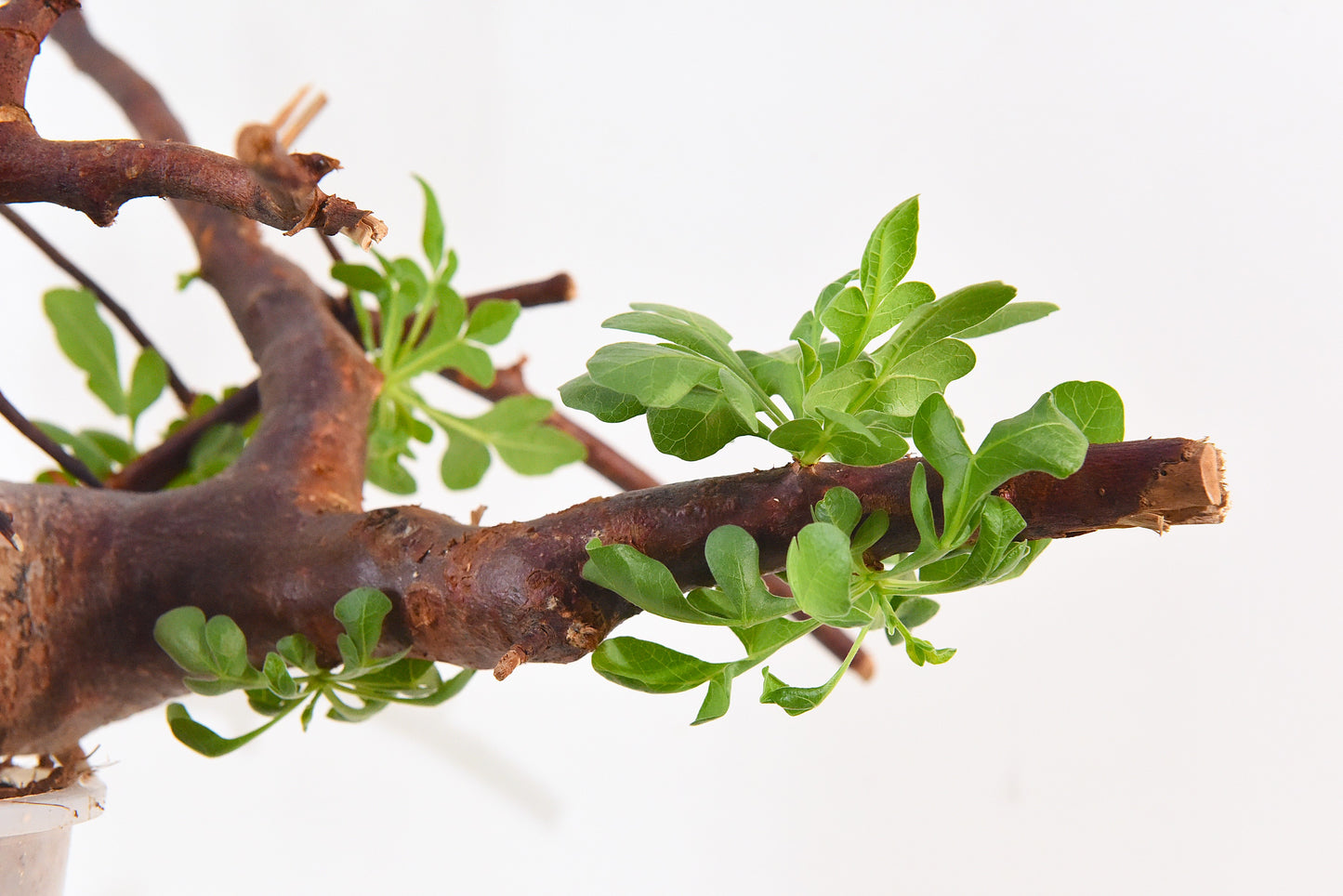 原產威迪橄欖 Commiphora wildii #18