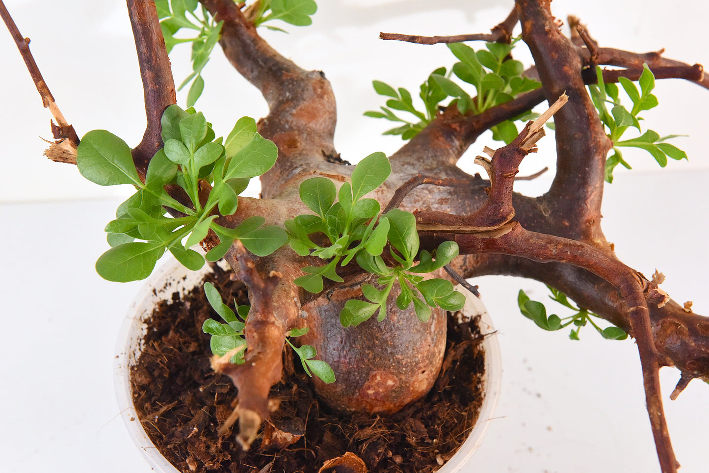 原產威迪橄欖 Commiphora wildii #18