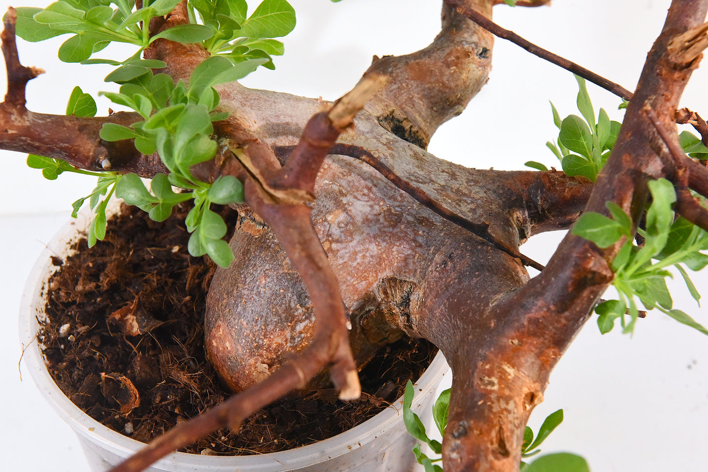 原產威迪橄欖 Commiphora wildii #18