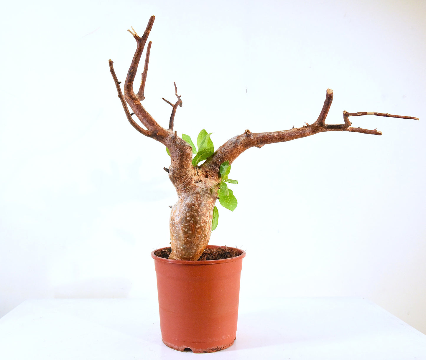 原產威迪橄欖 Commiphora wildii #2