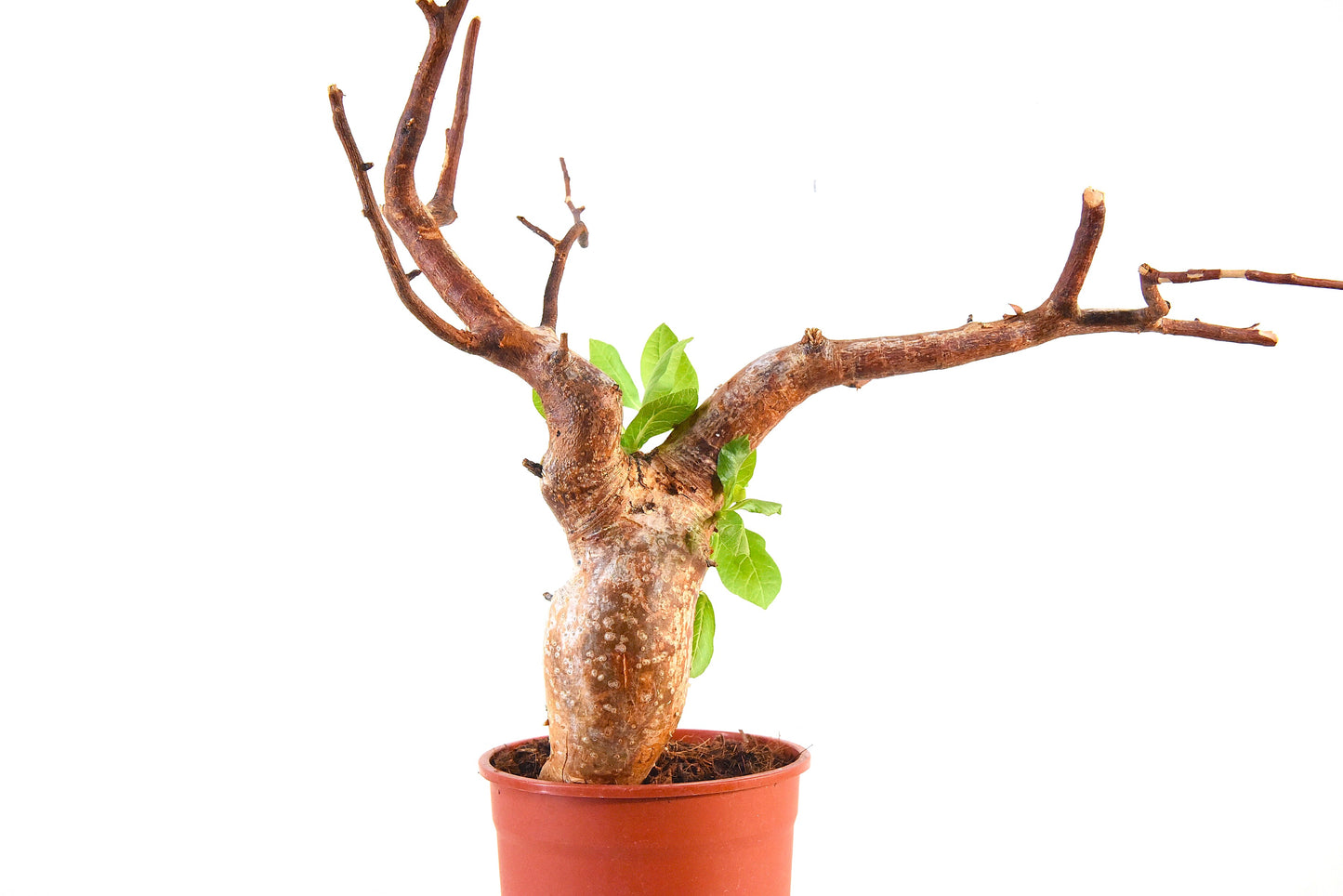 原產威迪橄欖 Commiphora wildii #2