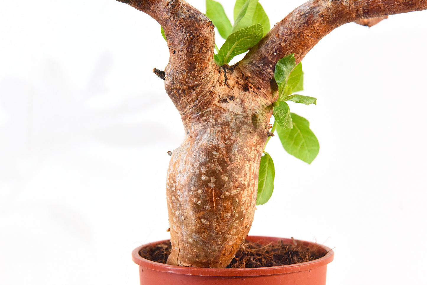 原產威迪橄欖 Commiphora wildii #2