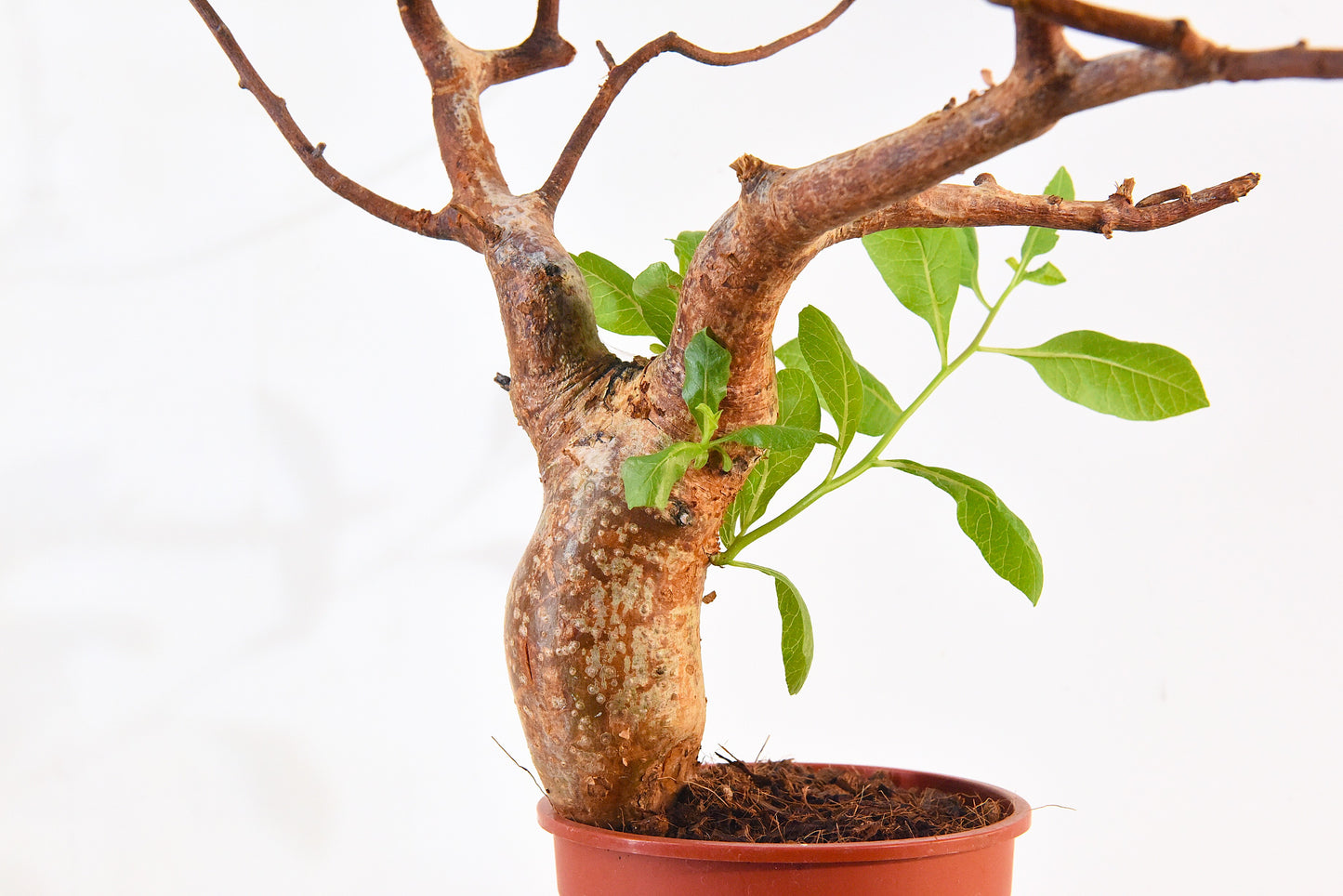 原產威迪橄欖 Commiphora wildii #2