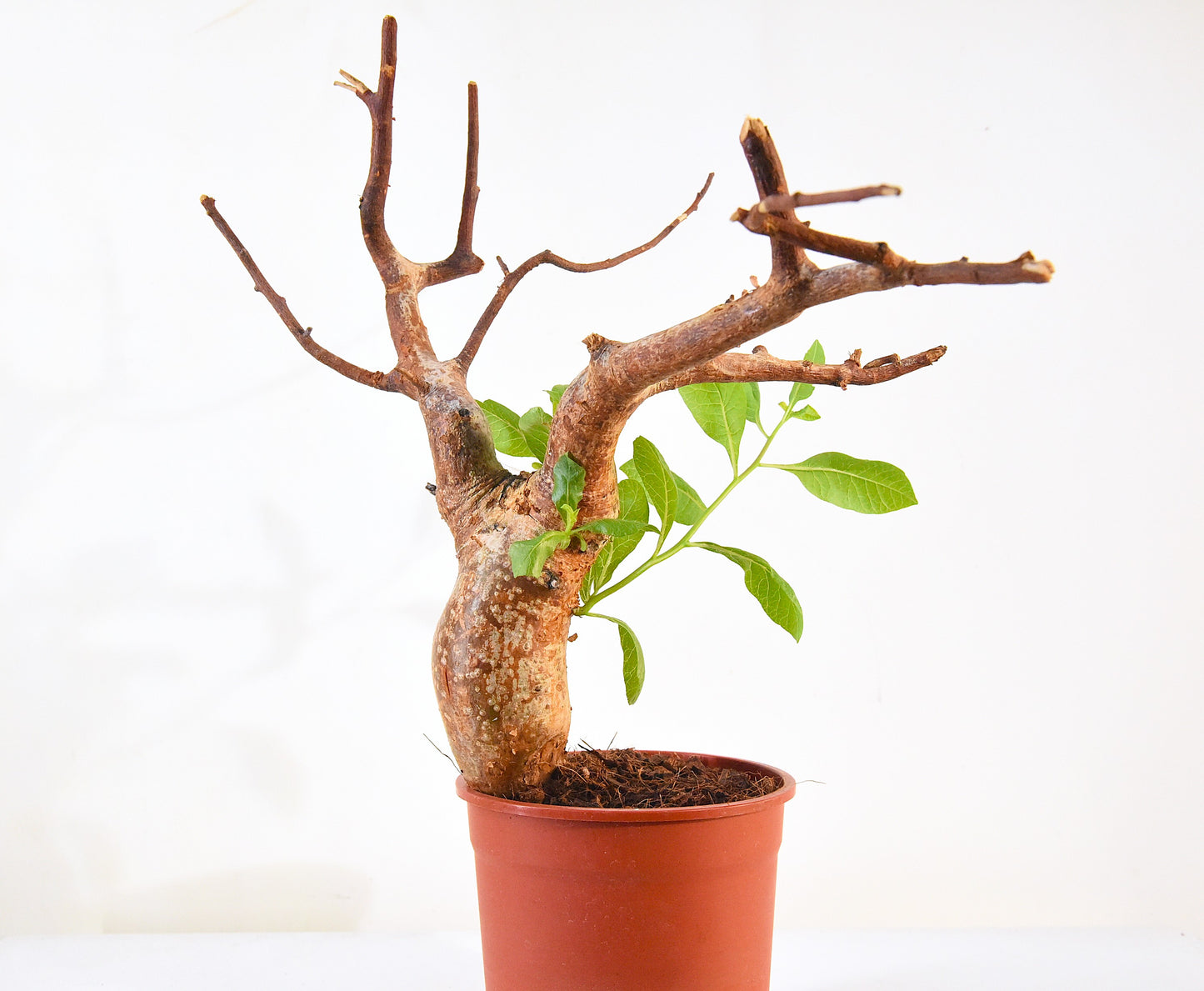 原產威迪橄欖 Commiphora wildii #2