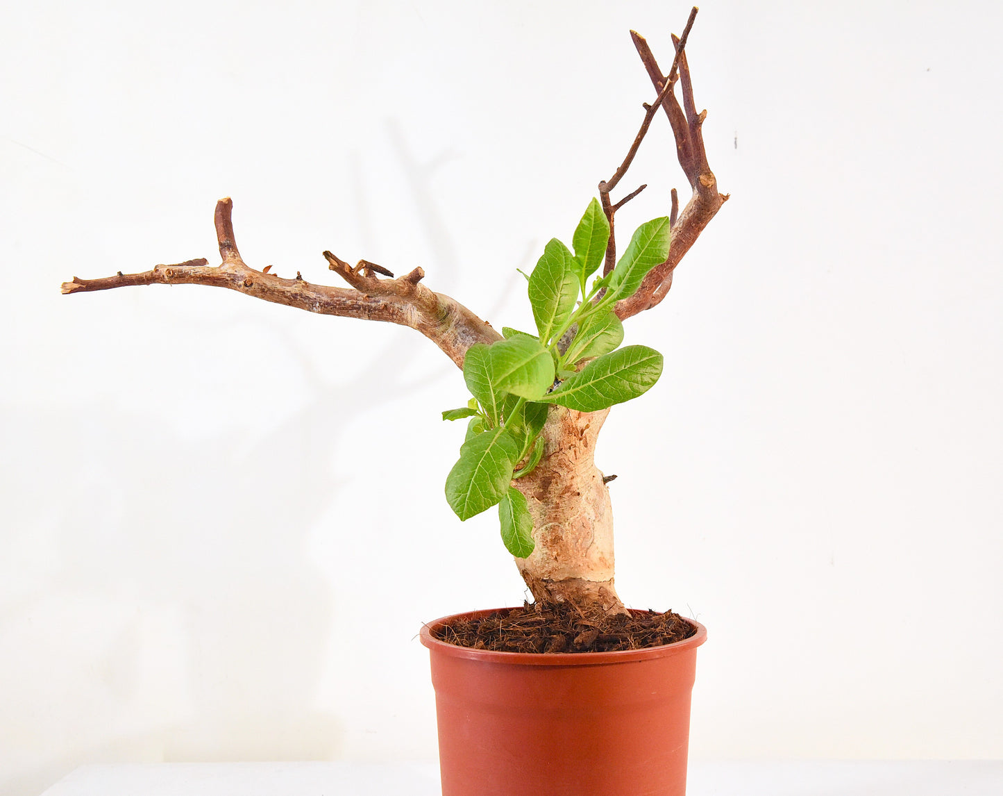 原產威迪橄欖 Commiphora wildii #2