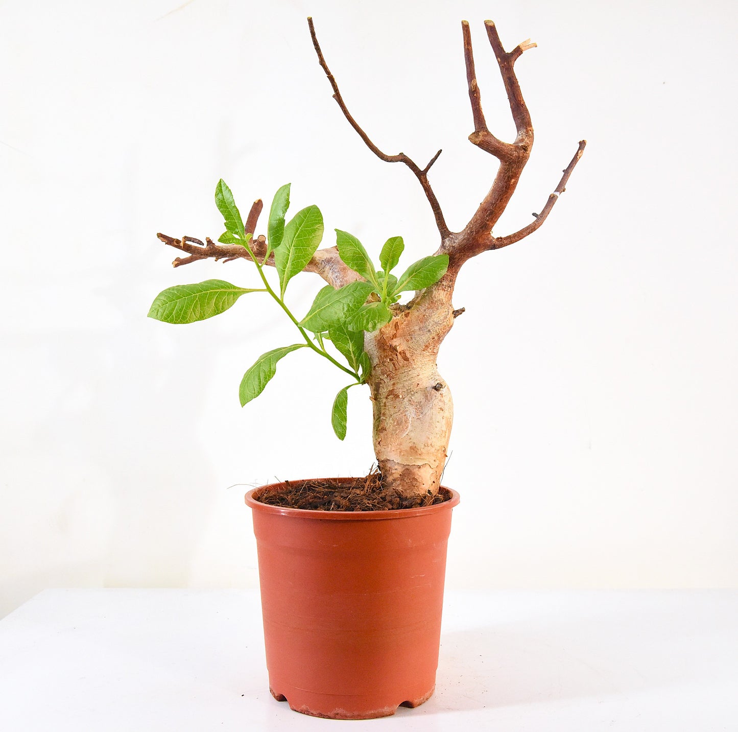 原產威迪橄欖 Commiphora wildii #2