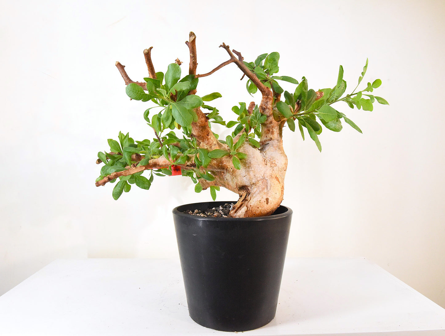 ✶原產威迪橄欖 Commiphora wildii #14