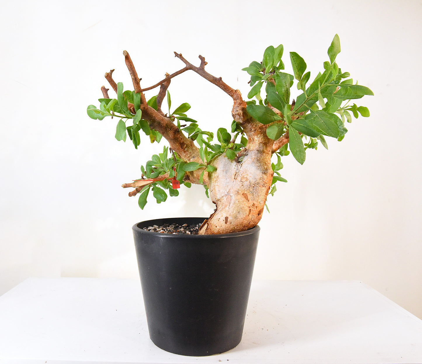 ✶原產威迪橄欖 Commiphora wildii #14