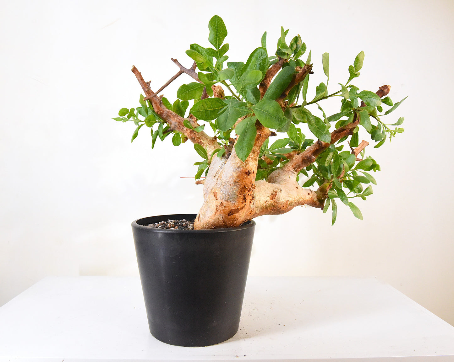 ✶原產威迪橄欖 Commiphora wildii #14
